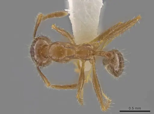 Pheidole porcula - CASENT0636790
