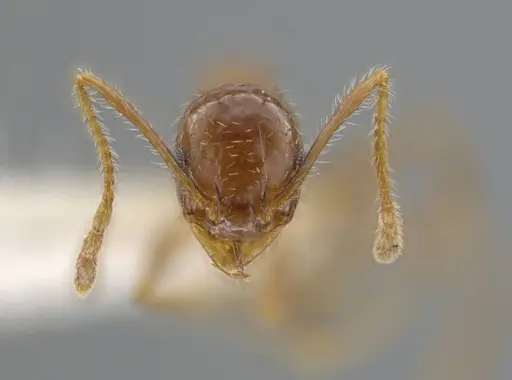 Pheidole porcula - CASENT0636790