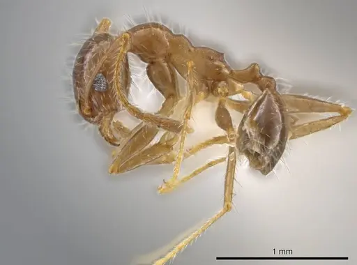 Pheidole porcula - CASENT0636790