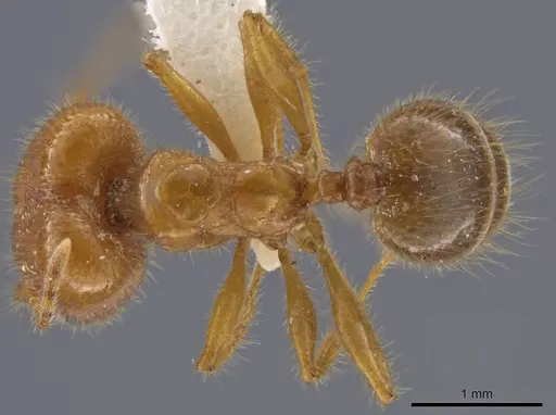 Pheidole porcula - JTLC000013741