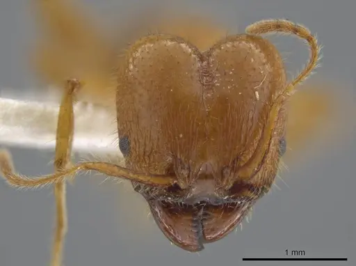 Pheidole porcula - JTLC000013741