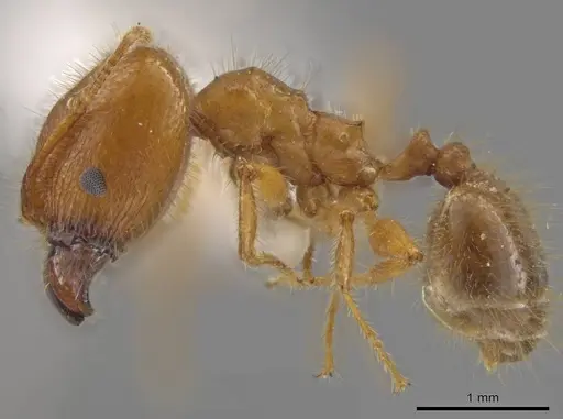 Pheidole porcula - JTLC000013741