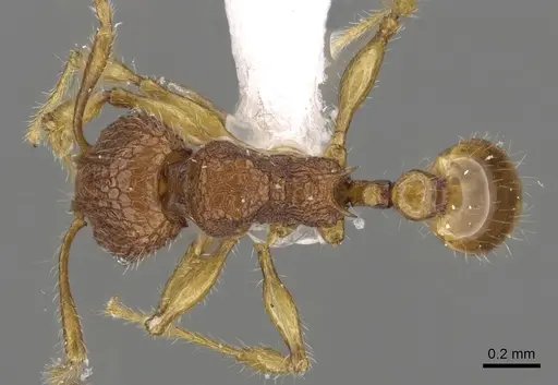 Pheidole poringensis specimen