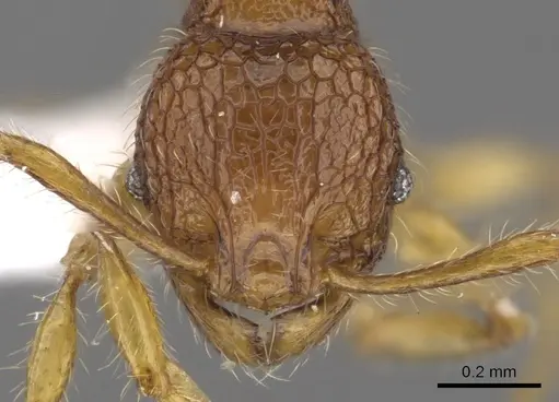 Pheidole poringensis specimen