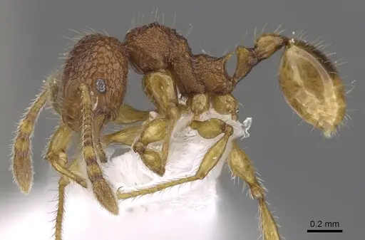 Pheidole poringensis specimen