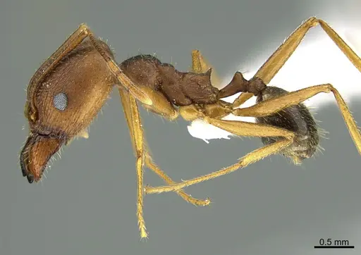 Pheidole portalensis specimen