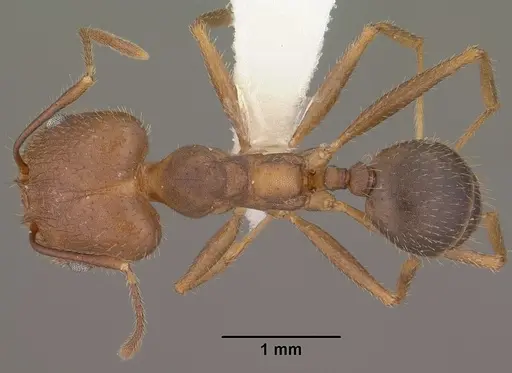 Pheidole portalensis - CASENT0102890