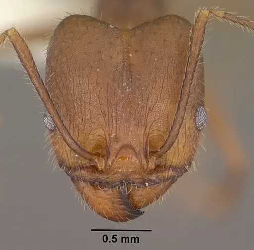 Pheidole portalensis - CASENT0102890
