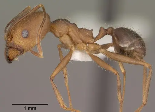 Pheidole portalensis - CASENT0102890