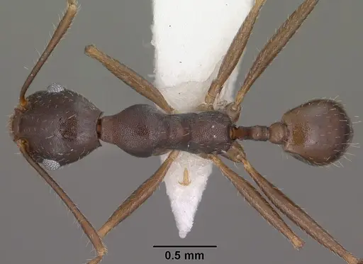 Pheidole portalensis - CASENT0102891