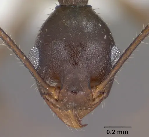 Pheidole portalensis - CASENT0102891