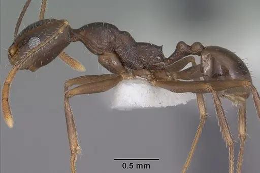 Pheidole portalensis - CASENT0102891
