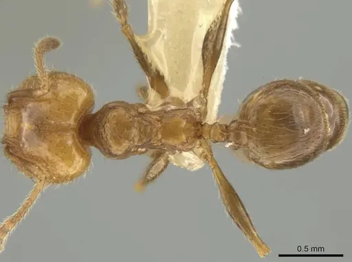 Pheidole potosiana specimen