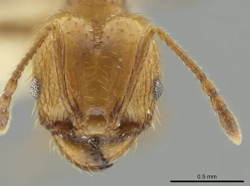 Pheidole potosiana specimen