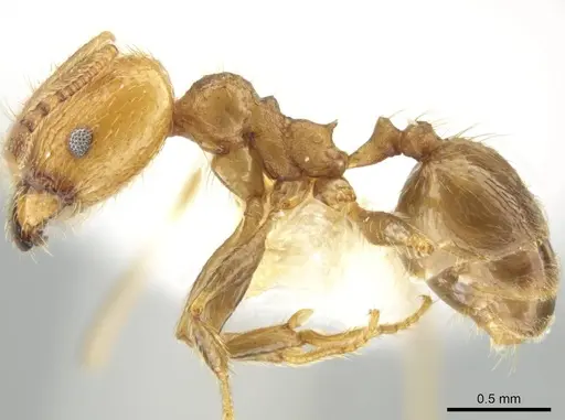 Pheidole potosiana specimen