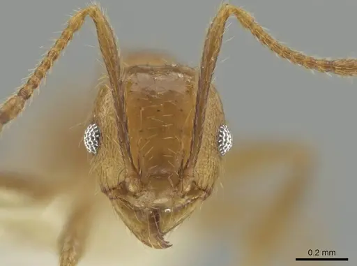 Pheidole potosiana - CASENT0609506
