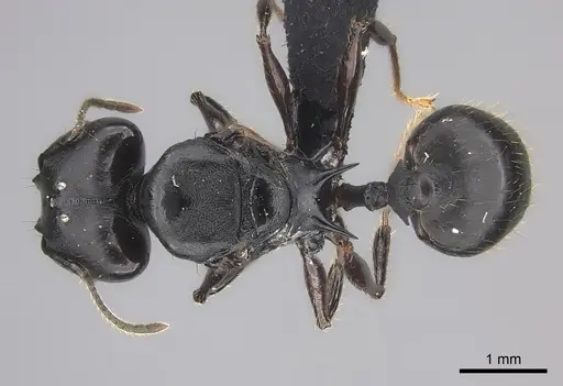 Pheidole praegrandis specimen