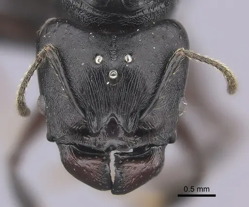 Pheidole praegrandis specimen