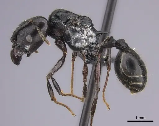 Pheidole praegrandis specimen