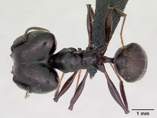 Pheidole praegrandis - CASENT0494701