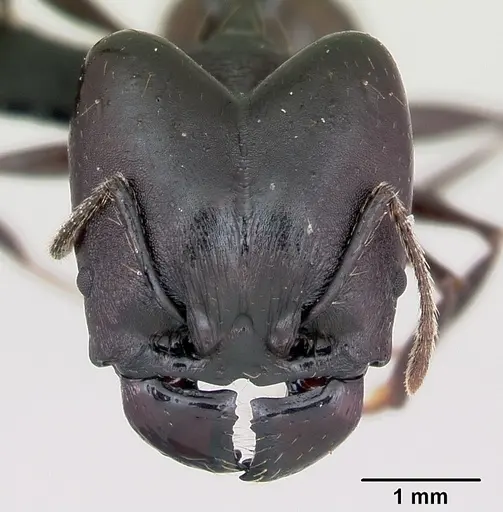 Pheidole praegrandis - CASENT0494701