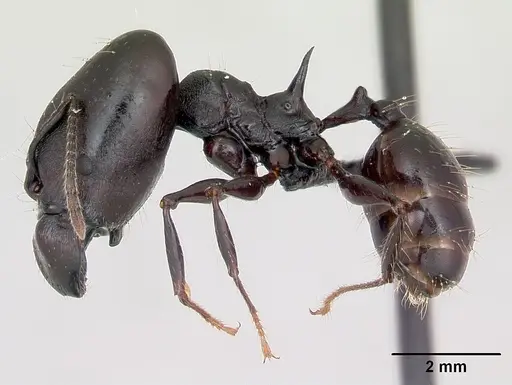 Pheidole praegrandis - CASENT0494701