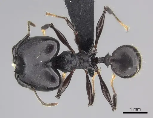 Pheidole praegrandis - CASENT0494780