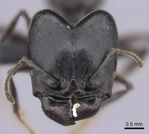 Pheidole praegrandis - CASENT0494780