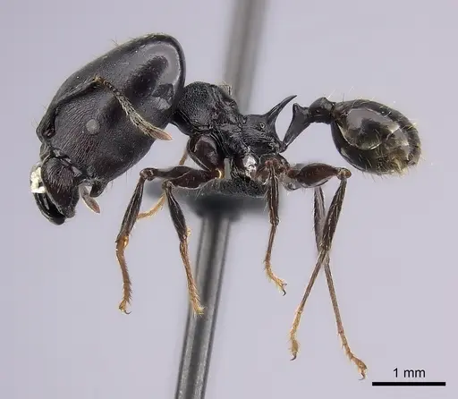 Pheidole praegrandis - CASENT0494780