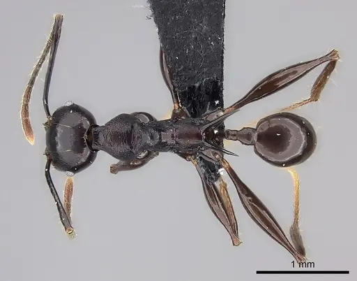 Pheidole praegrandis - CASENT0494781