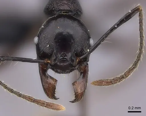 Pheidole praegrandis - CASENT0494781
