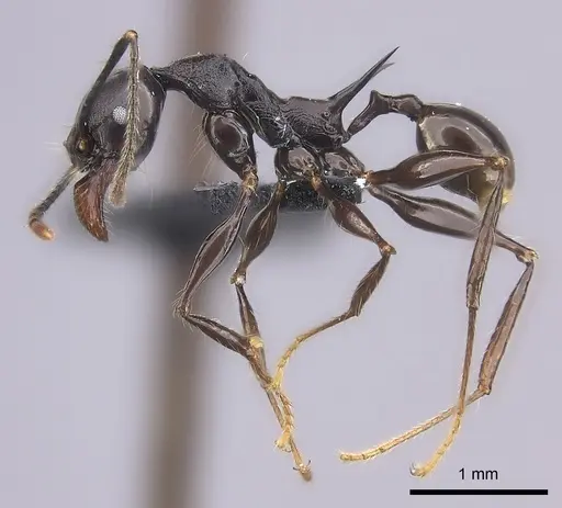 Pheidole praegrandis - CASENT0494781