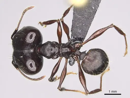 Pheidole praegrandis - CASENT0494942