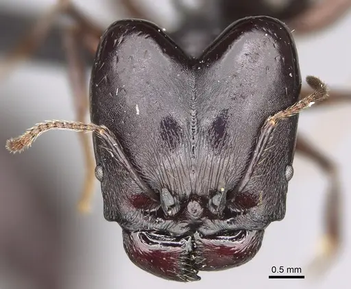 Pheidole praegrandis - CASENT0494942
