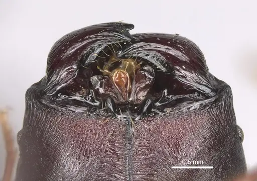 Pheidole praegrandis - CASENT0494942