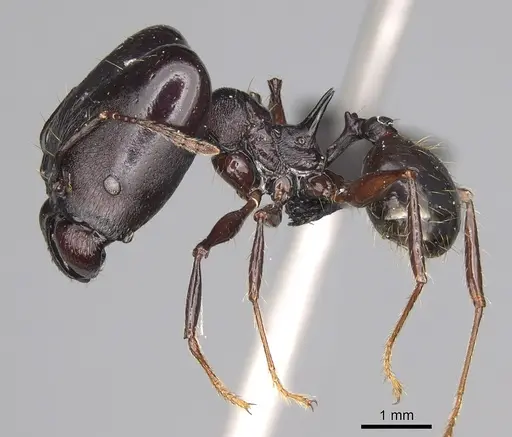 Pheidole praegrandis - CASENT0494942