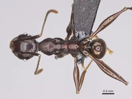 Pheidole praegrandis - CASENT0494945