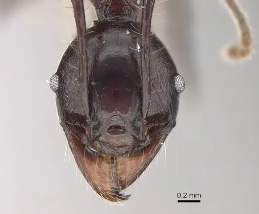 Pheidole praegrandis - CASENT0494945
