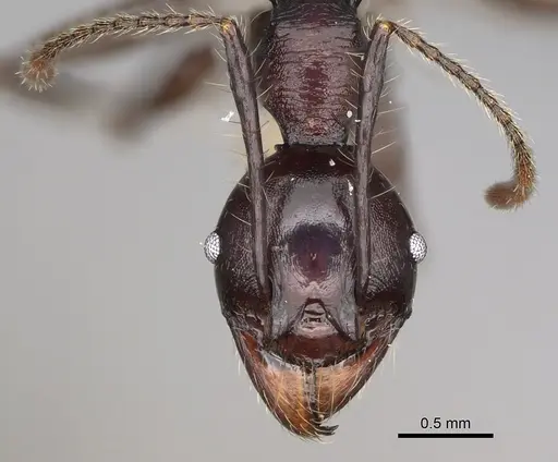 Pheidole praegrandis - CASENT0494945