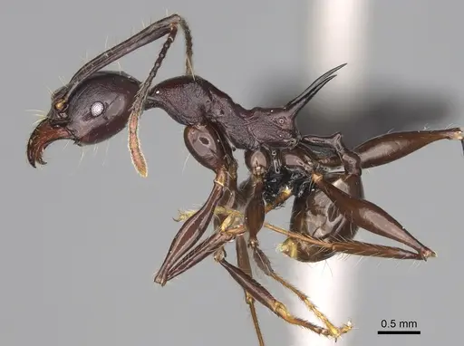 Pheidole praegrandis - CASENT0494945