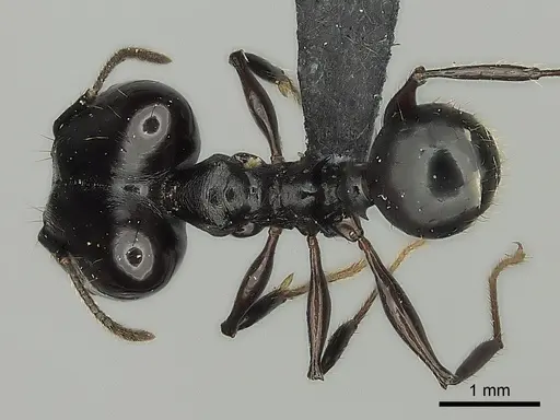 Pheidole praegrandis - CASENT0495193