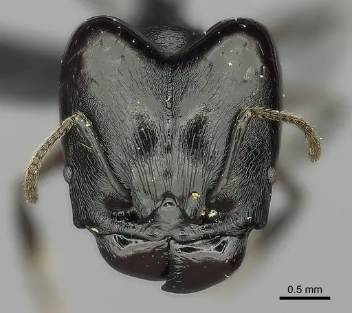 Pheidole praegrandis - CASENT0495193