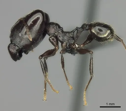 Pheidole praegrandis - CASENT0495193