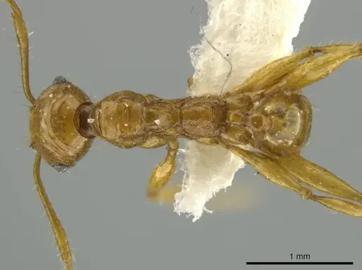 Pheidole praeses specimen