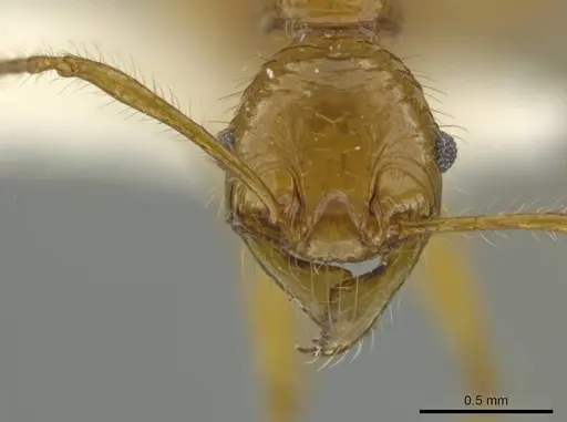 Pheidole praeses specimen