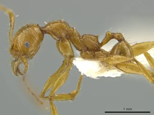 Pheidole praeses specimen