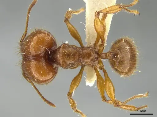 Pheidole praeses - JTLC000016498