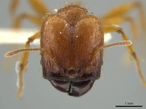 Pheidole praeses - JTLC000016498