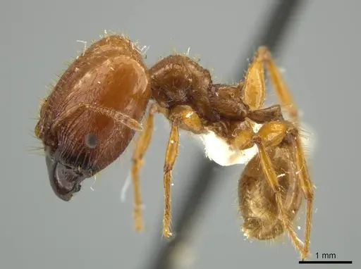 Pheidole praeses - JTLC000016498