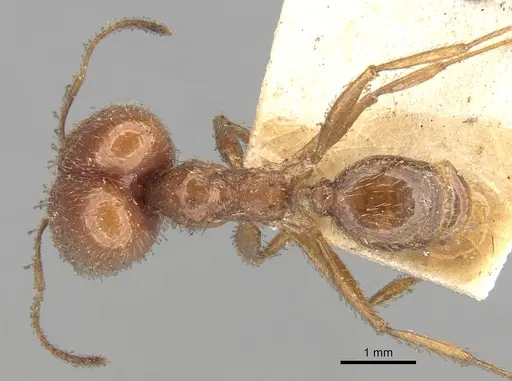 Pheidole praeusta specimen
